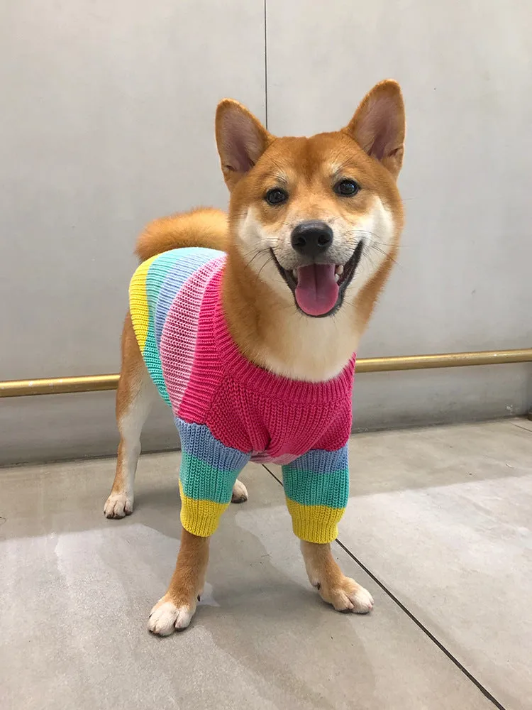 Rainbow wool dog sweater on a dog, showing knit texture and bright colour pattern