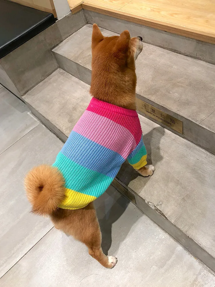 Rainbow wool dog sweater on a dog, showing knit texture and bright colour pattern