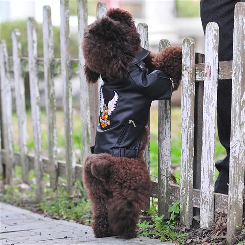 Small dog wearing a chocolate black faux leather jacket with embroidered eagle sticker on back