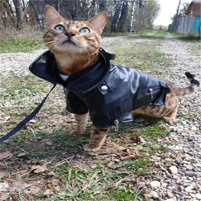 Small dog wearing a chocolate black faux leather jacket with embroidered eagle sticker on back
