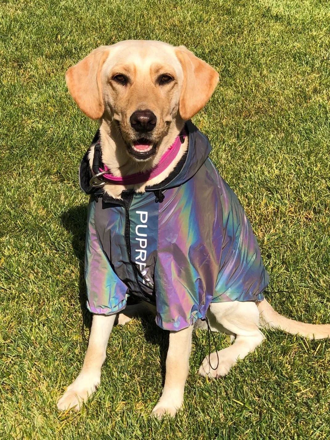 Silver microcrystalline reflective dog coat on a dog, waterproof and windproof, with high-reflective fabric visible in low light.