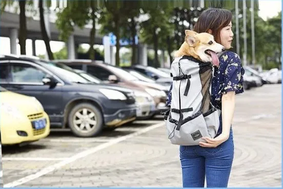 Ventilated pet travel backpack in black with mesh straps and safety buckle for cats and small dogs