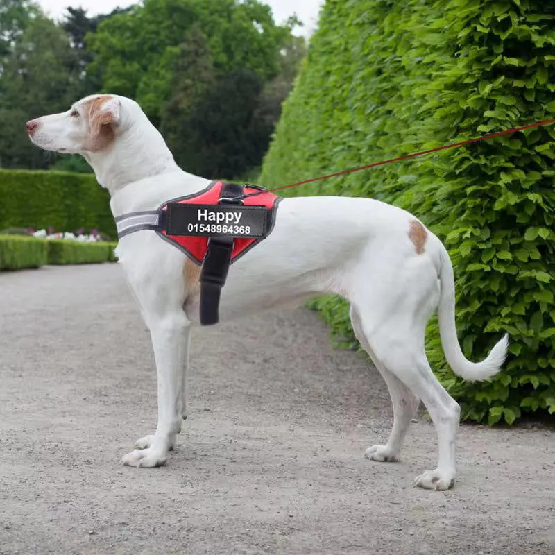 Personalised dog harness with dog name, reflective nylon adjustable chest strap, and handle for outdoor use