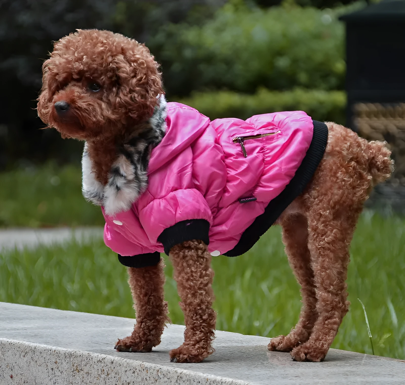 Cotton padded pet clothes with zipper closure in rose red colour for small dogs