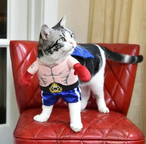 Blue polyester boxer cat costume with four size options S M L XL bust measurements