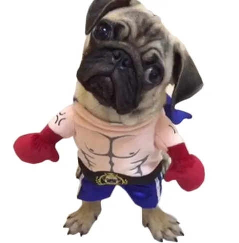 Blue polyester boxer cat costume with four size options S M L XL bust measurements