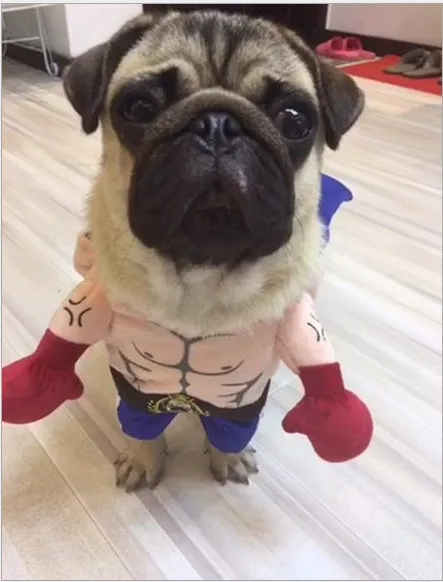 Blue polyester boxer cat costume with four size options S M L XL bust measurements