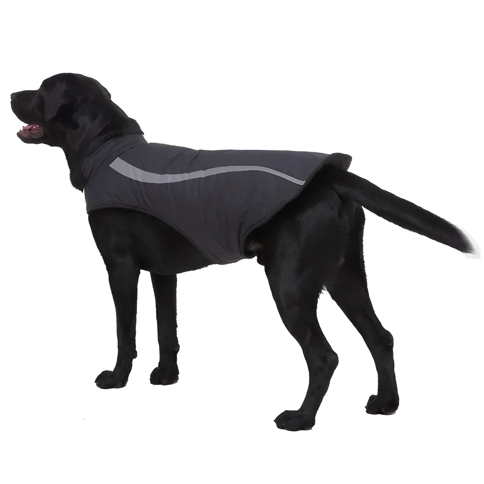 Cotton dog winter coat in black on a small dog standing outdoors