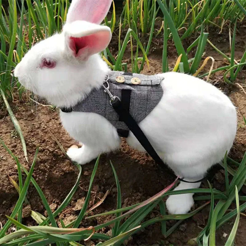 Grey cloth rabbit leash and dress set with chest strap for small pets