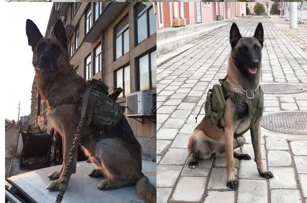 Tactical nylon dog vest with adjustable straps in army green on outdoor backdrop