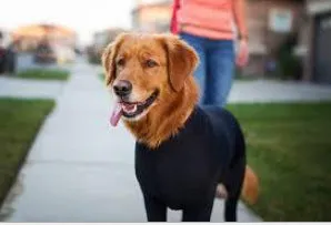 Zhongda four-legged elastic dog clothing in blue on a small dog, showing full body coverage and leg openings.