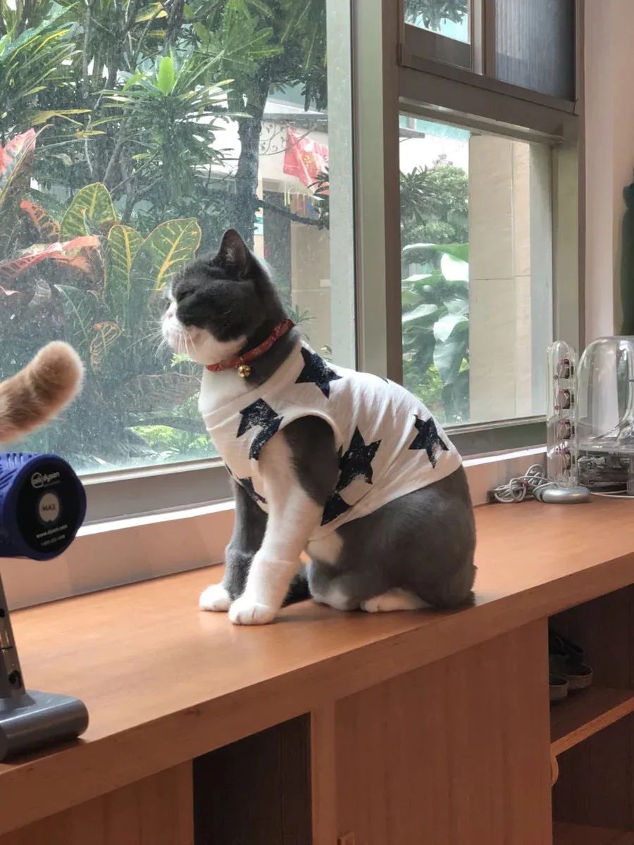 Cotton dog vest in dark blue on a small dog, showing back length and chest fit