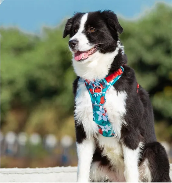 Adjustable dog walking harness set in blue nylon with aluminium alloy clips, suitable for small to large breeds