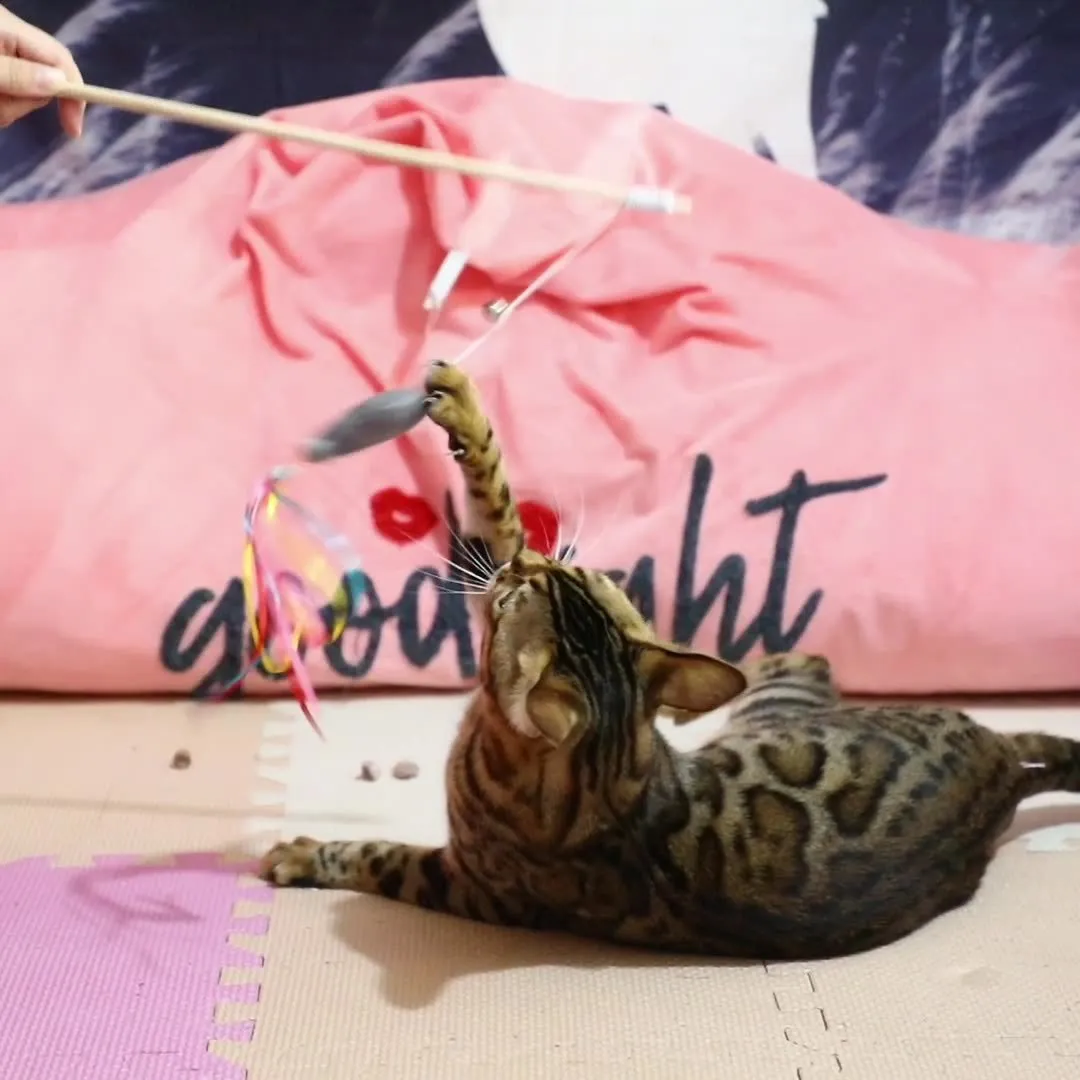 Colourful cat wand toy with ribbons, catnip fish, and bell on a wooden handle for indoor cats