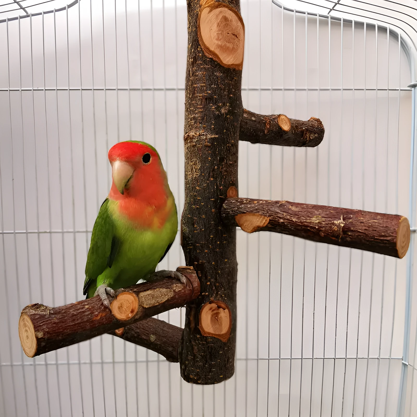Apple wood parrot stand toy with bite string and natural colour perches