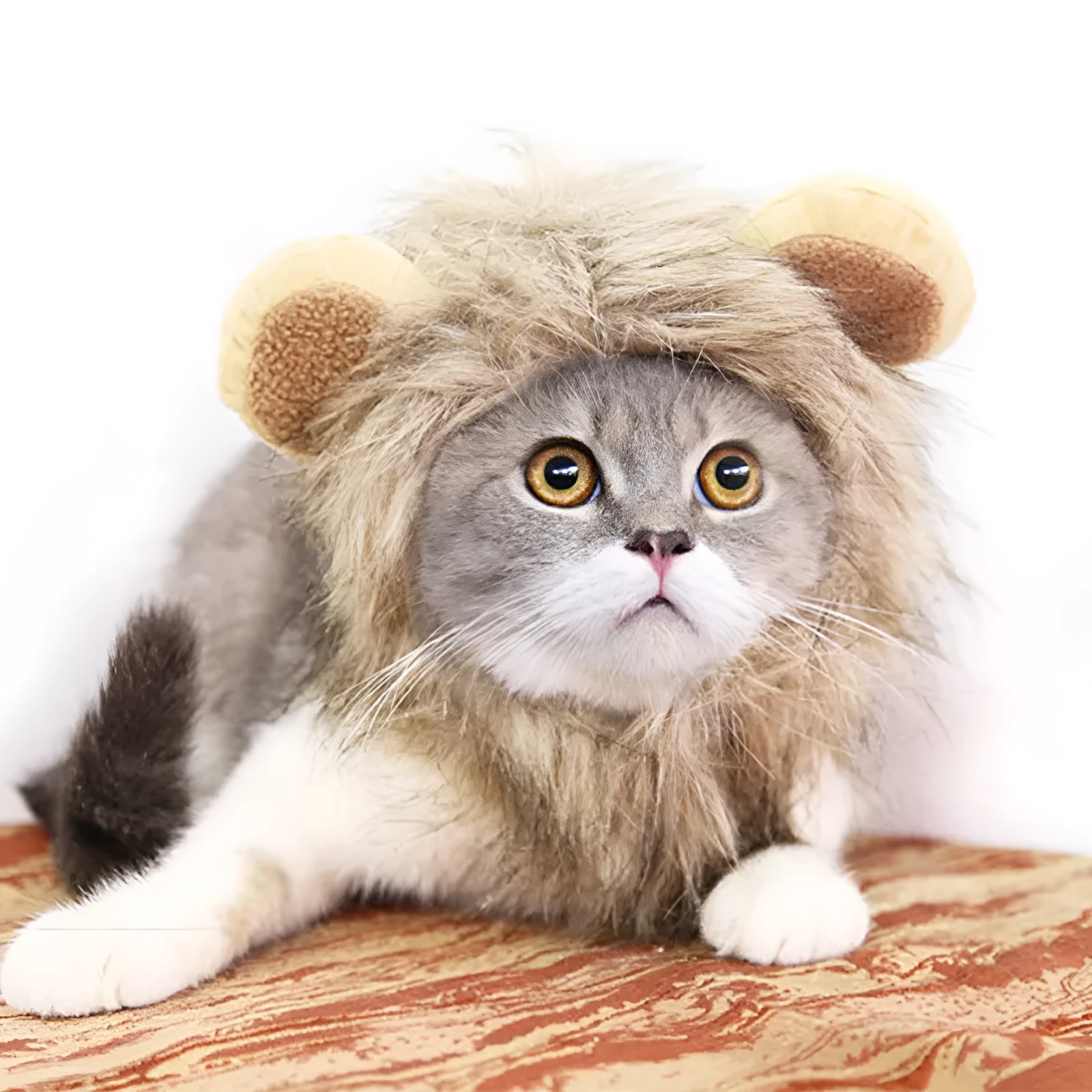 Small dog wearing a funny lion mane pet hat in brown colour, showing ears and head cap