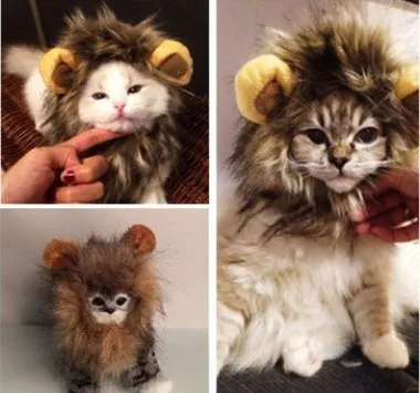 Small dog wearing a funny lion mane pet hat in brown colour, showing ears and head cap