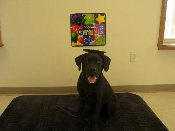 Black fabric pet graduation cap with yellow tassel for dogs