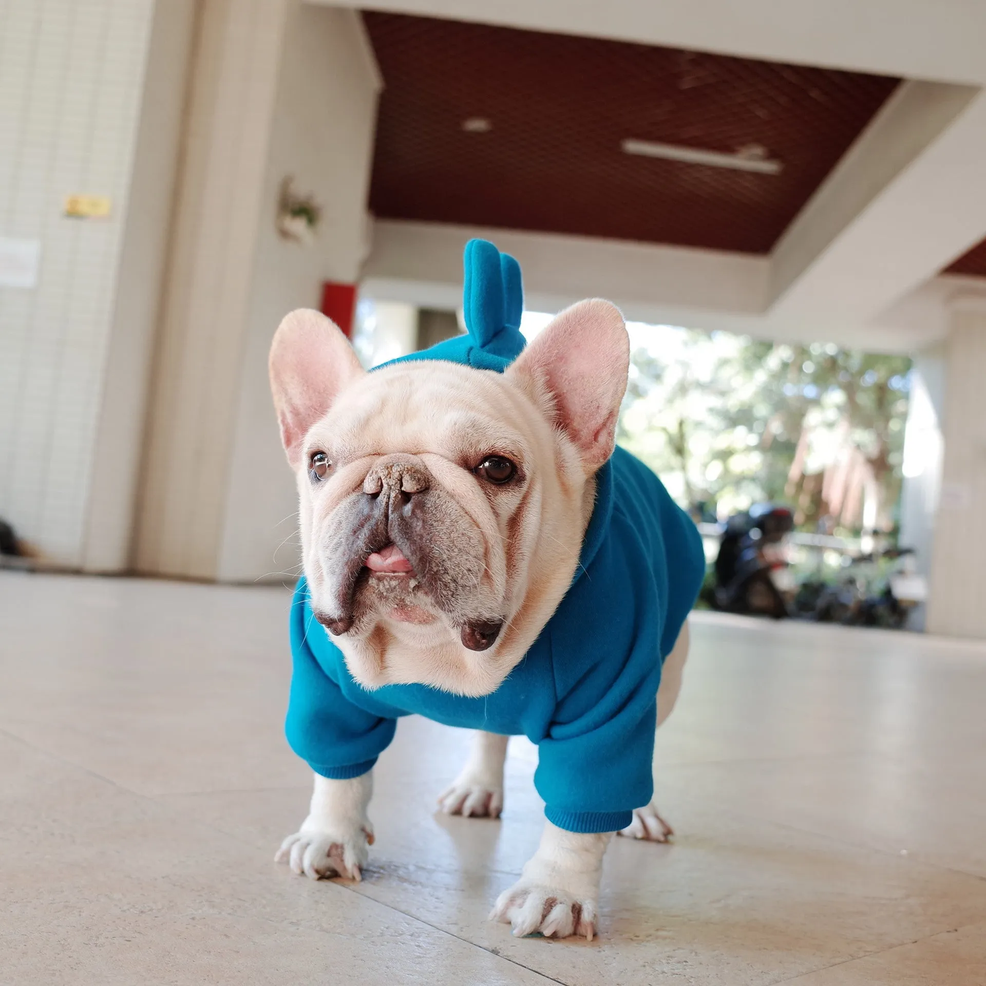 Blue fleece solid colour pet hoodie on a dog, available in sizes S M L XL
