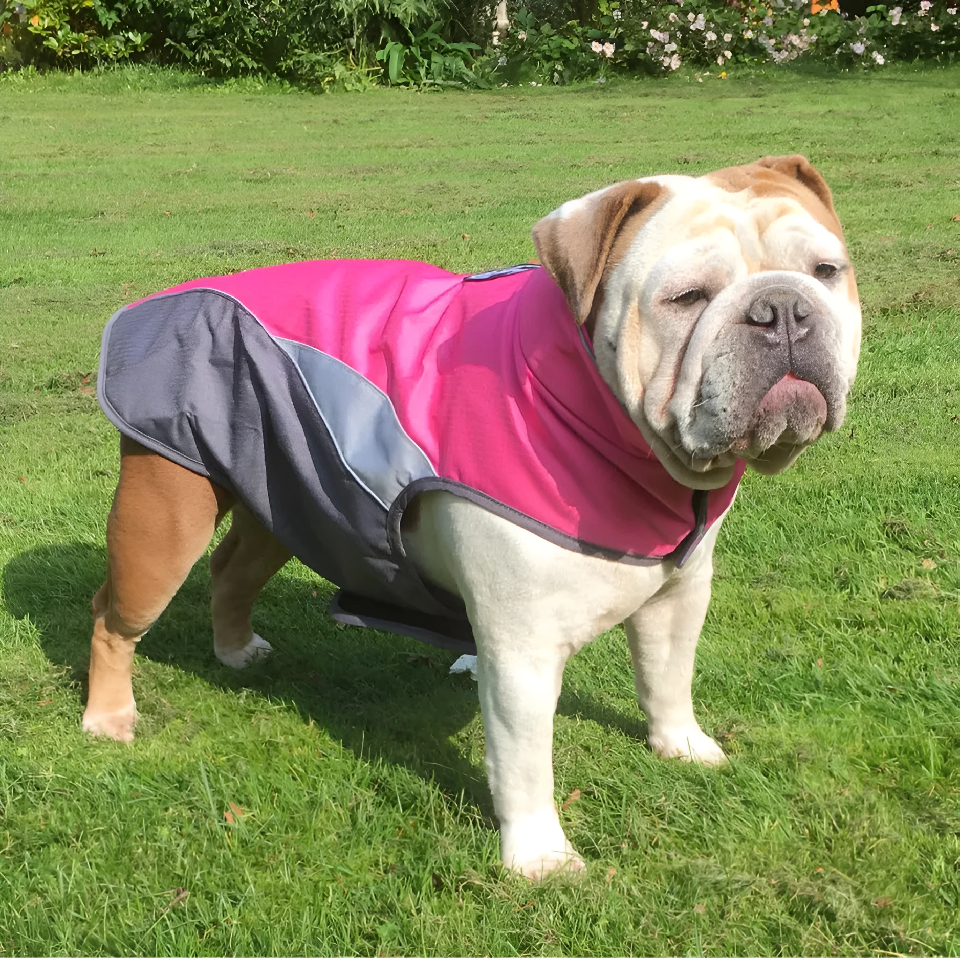 Waterproof outdoor poncho for pets in black, green, navy, orange, and rose red on a white background showing adjustable belly strap