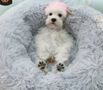 Long hair faux fur pet nest bed in pink, round shape, suitable for dogs and cats