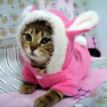 Pink fleece pet cat hoodie jacket with rabbit ear hood for small dogs and cats