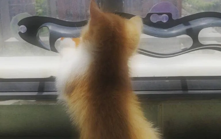 Grey plastic cat climbing frame with track ball toy on a windowsill, approximately 57cm long and 10cm wide