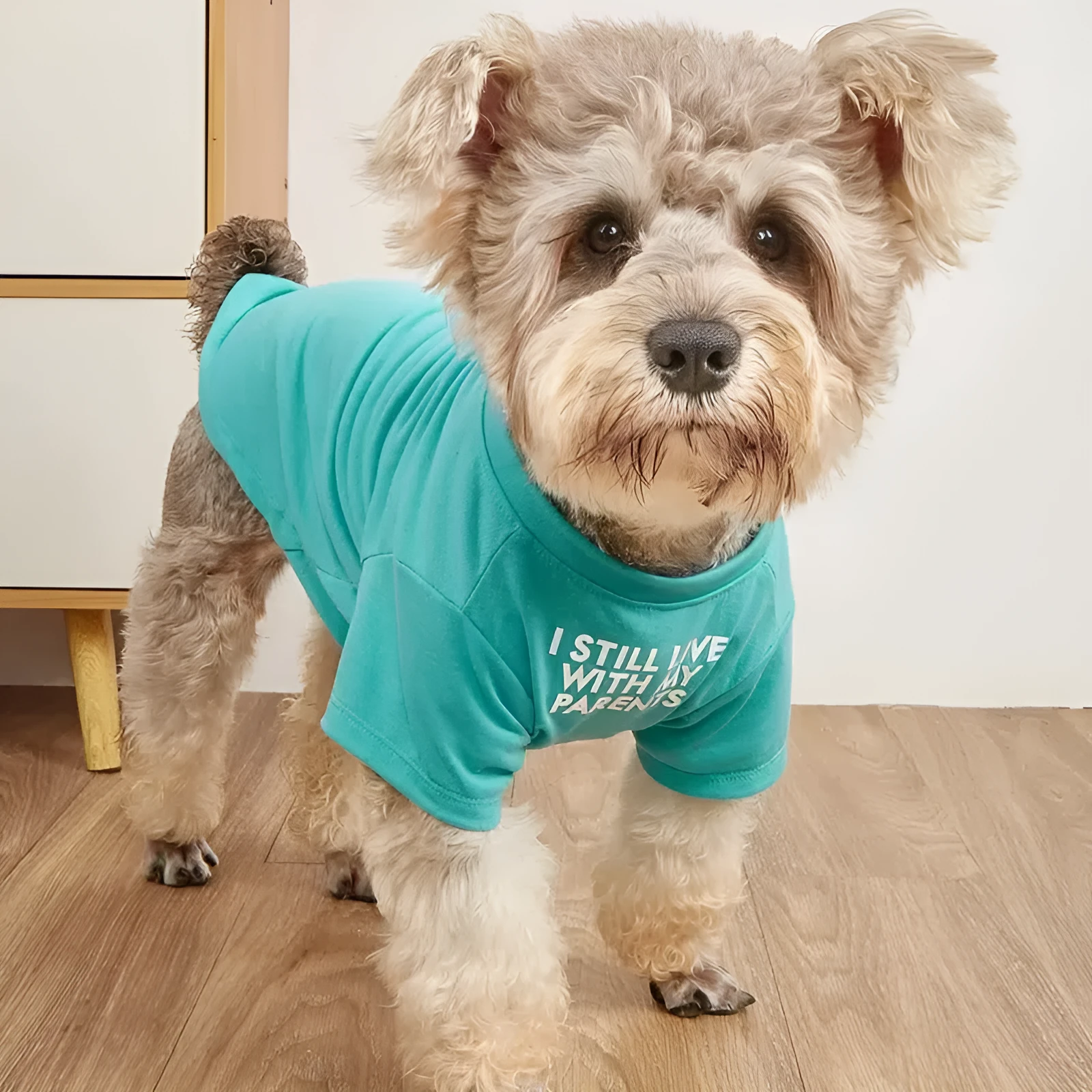 Round neck polyester pet T-shirt in red, blue, black, and khaki, sizes S to XXL