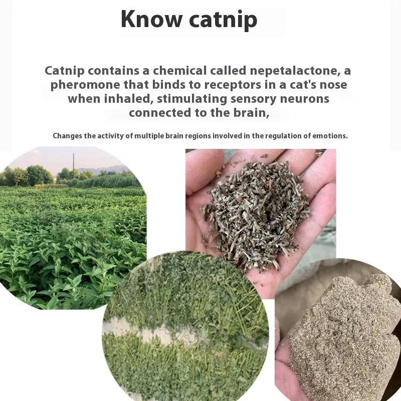 Catnip tea bag 1G non-woven fabric single pack with dried catnip leaves for cats
