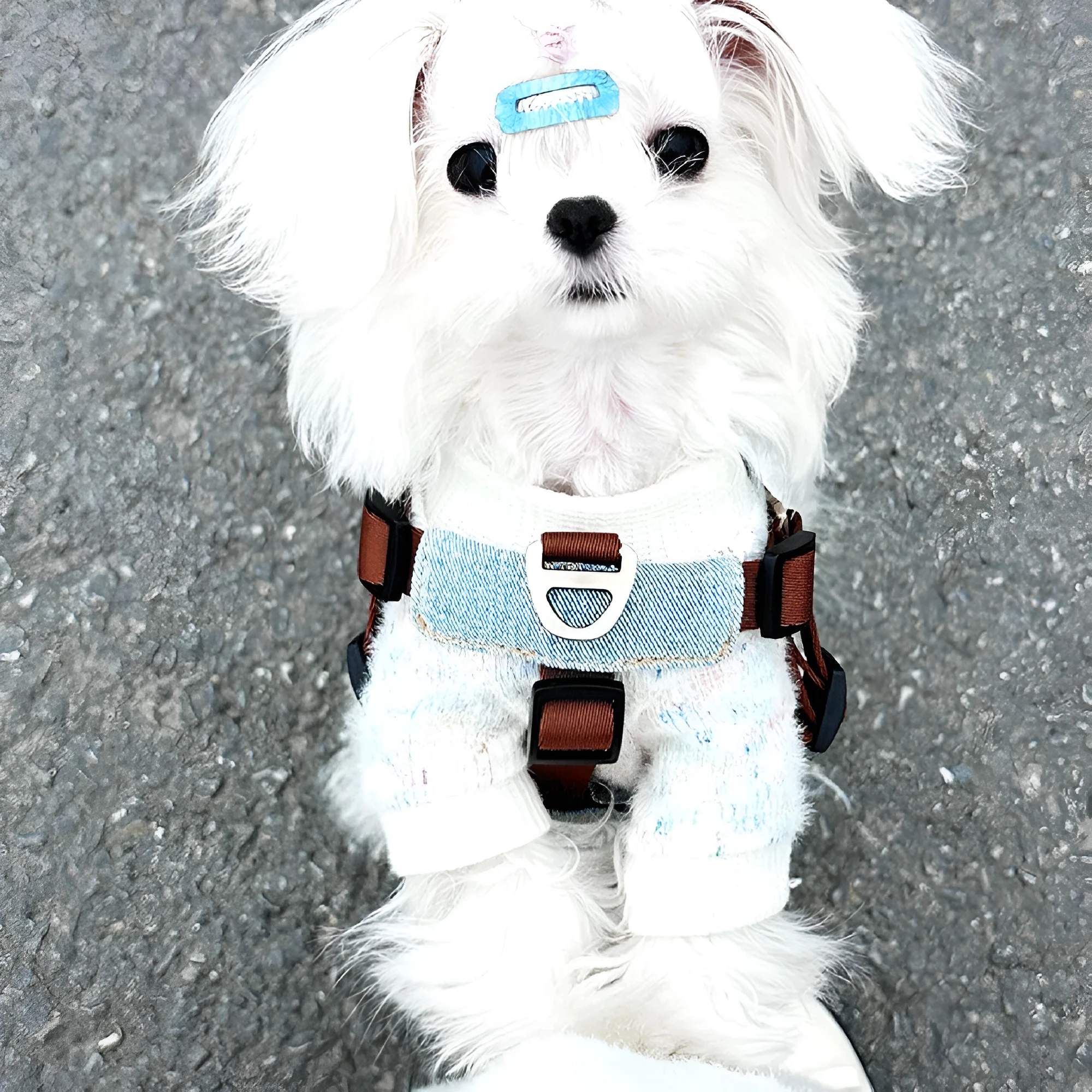 Brown anti-bite nylon dog chest harness with vest style and zinc alloy fittings on small dog