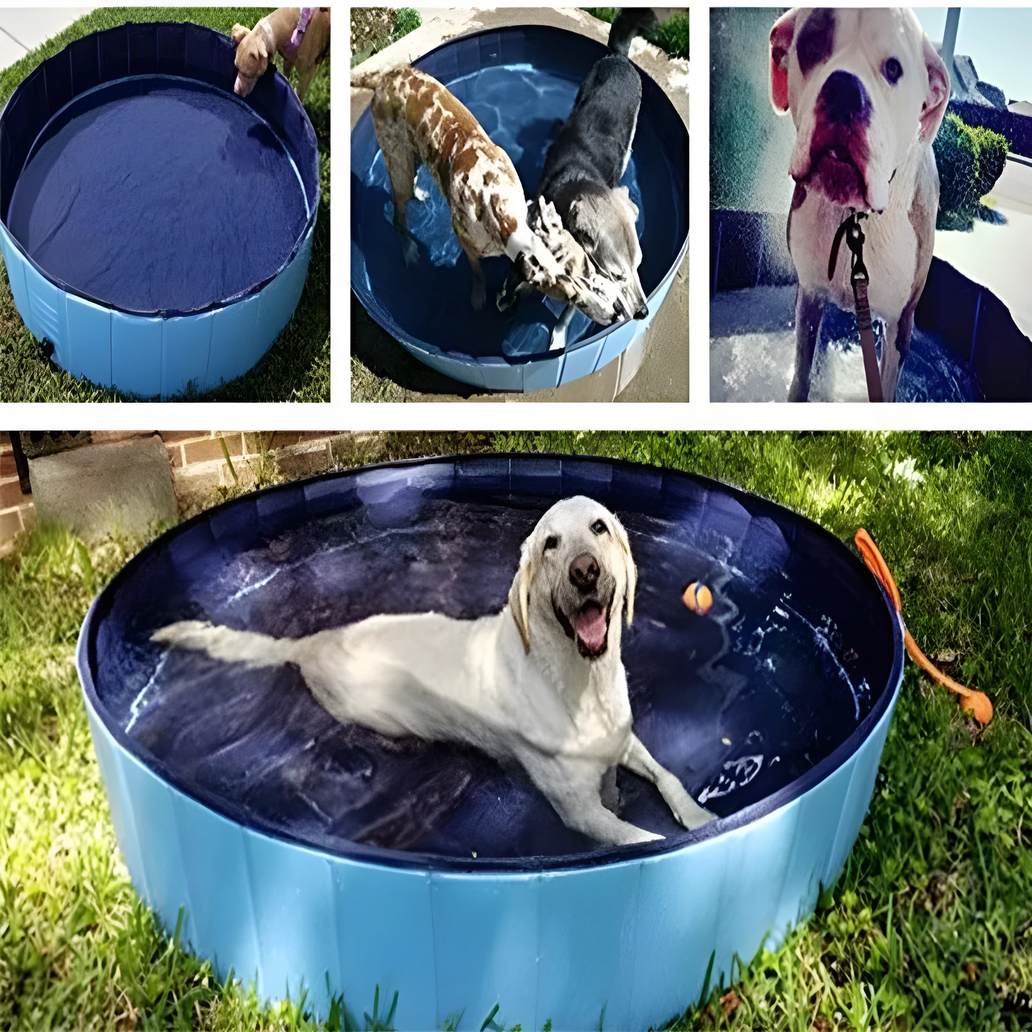 Foldable blue dog swimming pool with thickened PVC material and quick drain valve, set up on grass