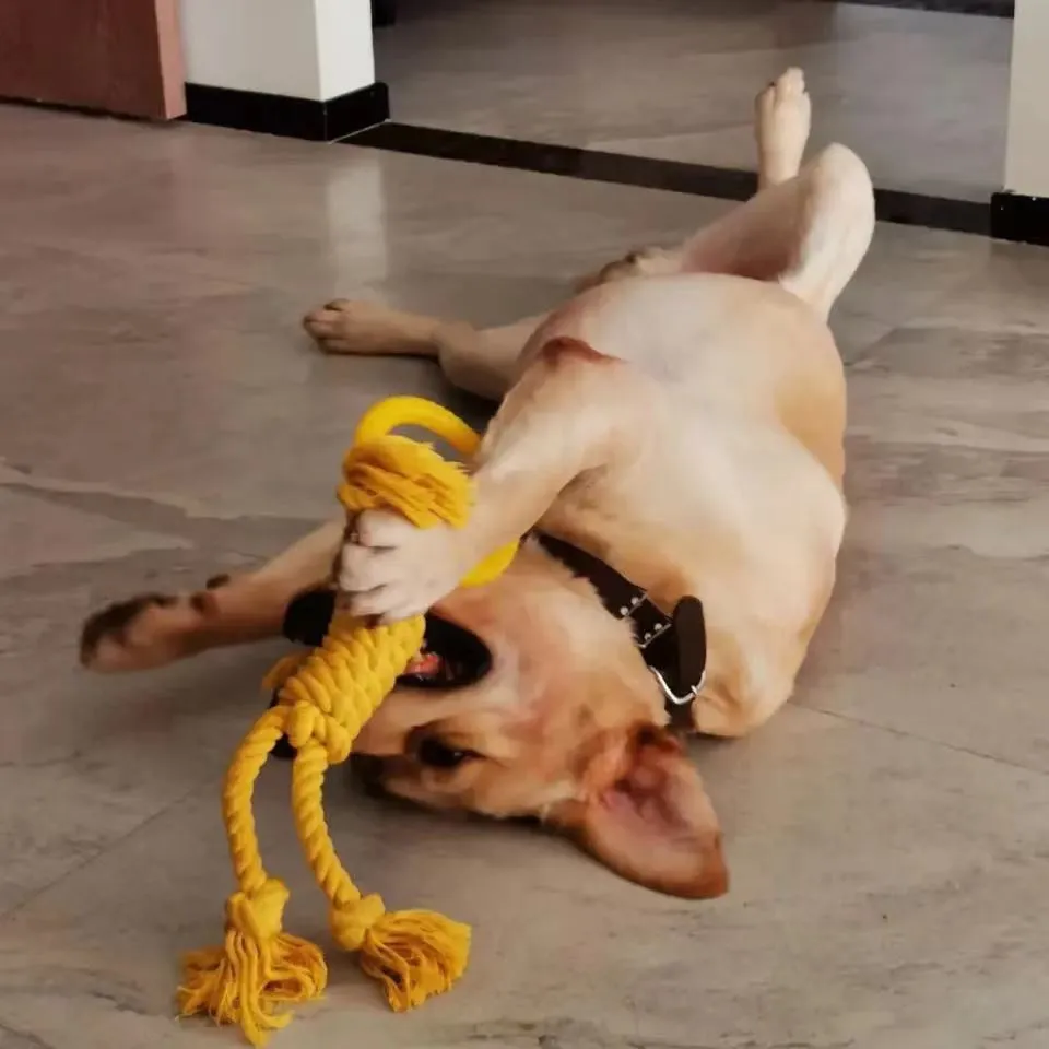 Cotton rope dog chew toy with 14cm ring diameter and 50cm length in blue