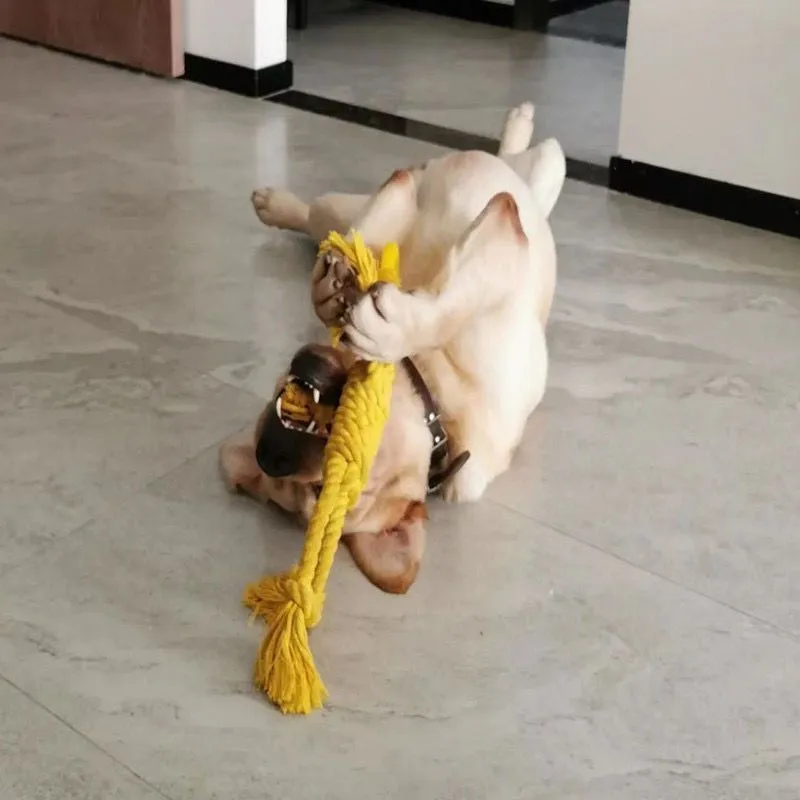 Cotton rope dog chew toy with 14cm ring diameter and 50cm length in blue