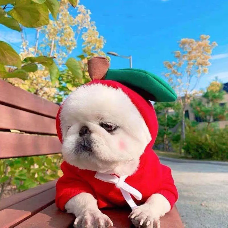 Cute fruit dog hoodie with drawstring apple design on a small Chihuahua, warm winter fleece coat in soft cloth fabric