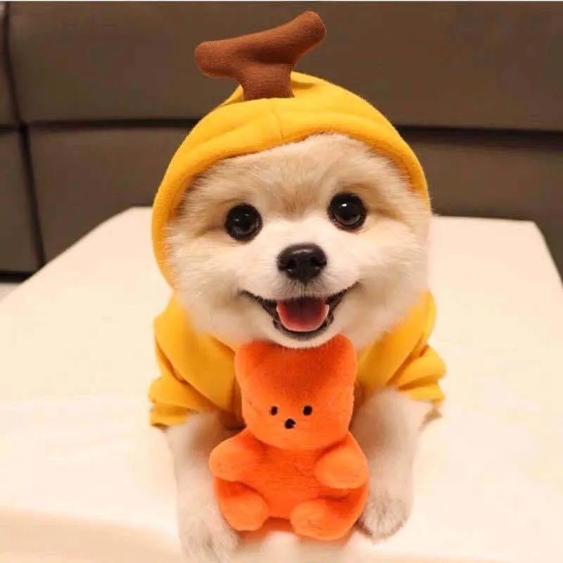 Cute fruit dog hoodie with drawstring apple design on a small Chihuahua, warm winter fleece coat in soft cloth fabric