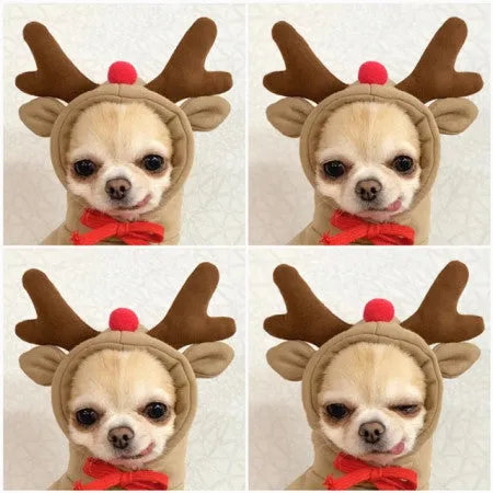Cute fruit dog hoodie with drawstring apple design on a small Chihuahua, warm winter fleece coat in soft cloth fabric