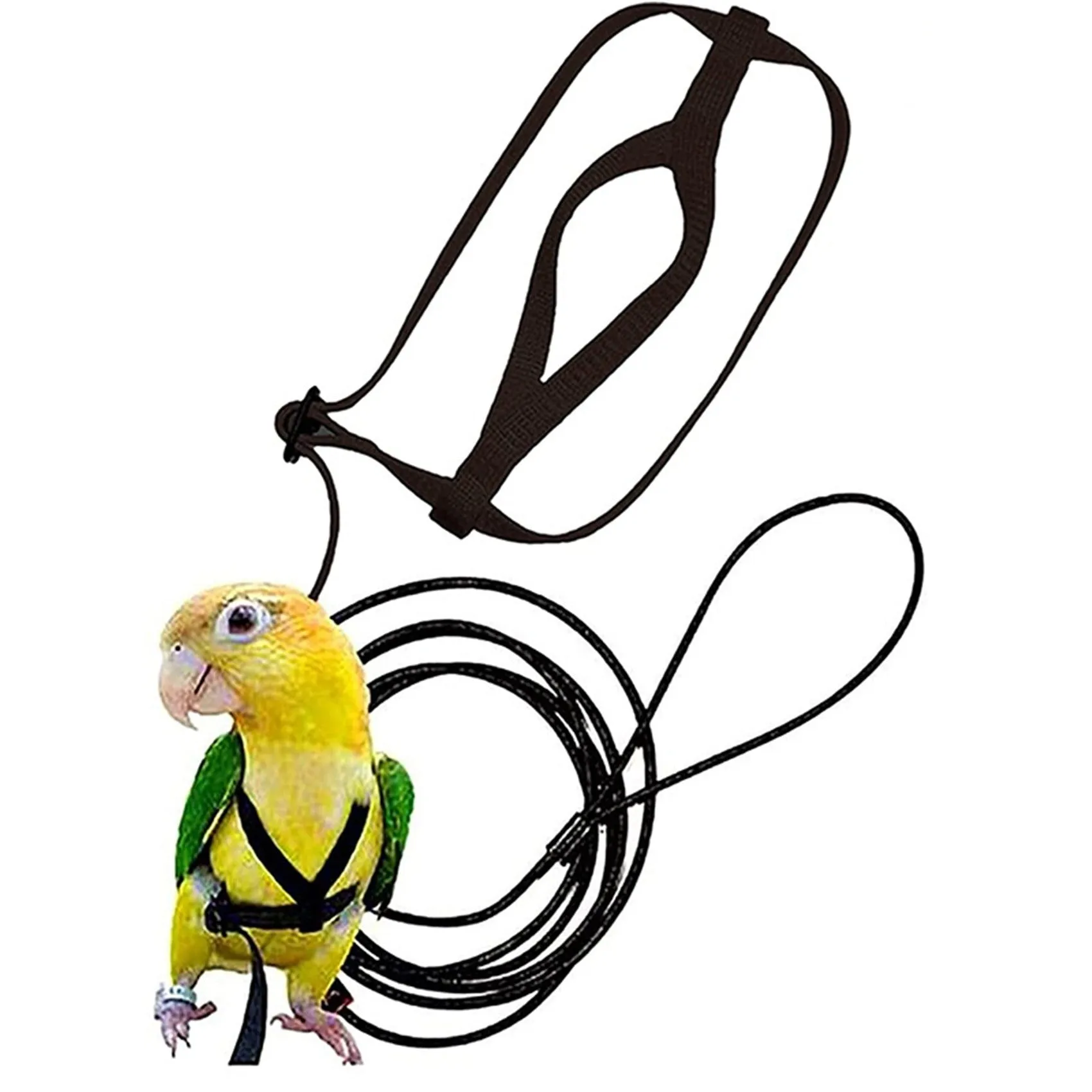 Nylon parrot hand holding rope in black, green, sapphire blue, and red on a training lead