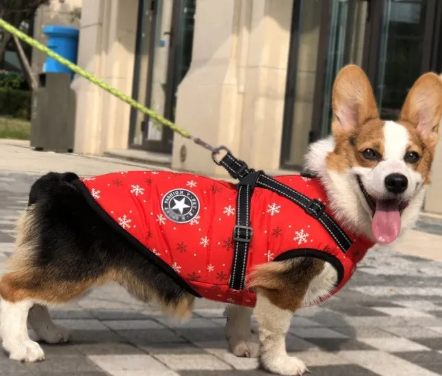 Small dog wearing a waterproof reflective coat with zipper and adjustable strap, available in multiple colours and nine sizes