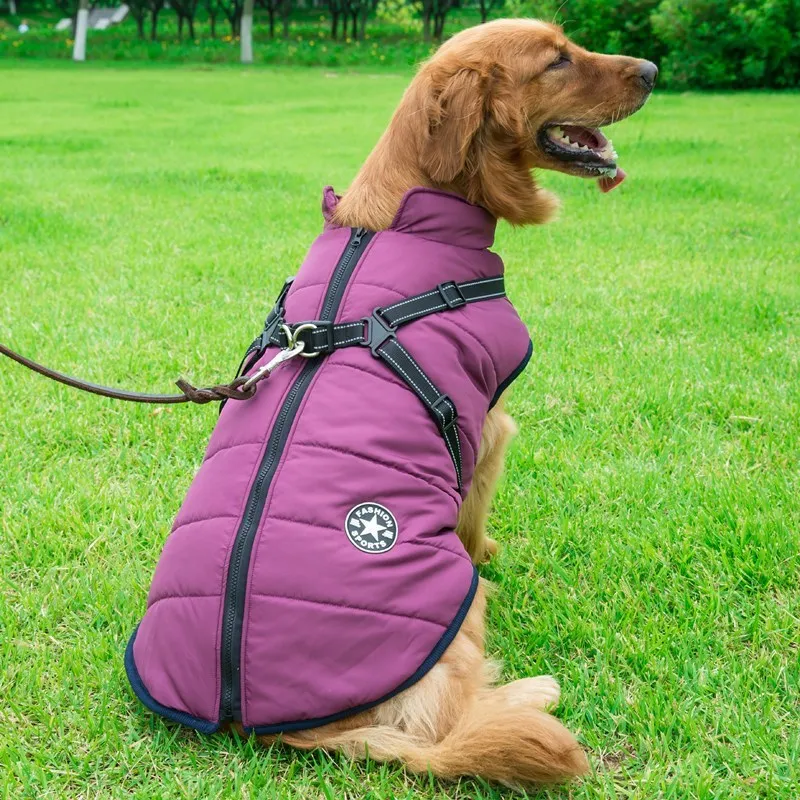 Small dog wearing a waterproof reflective coat with zipper and adjustable strap, available in multiple colours and nine sizes