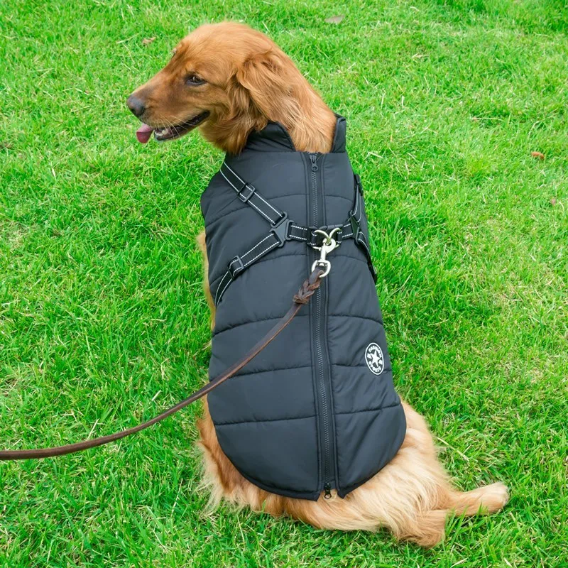 Small dog wearing a waterproof reflective coat with zipper and adjustable strap, available in multiple colours and nine sizes