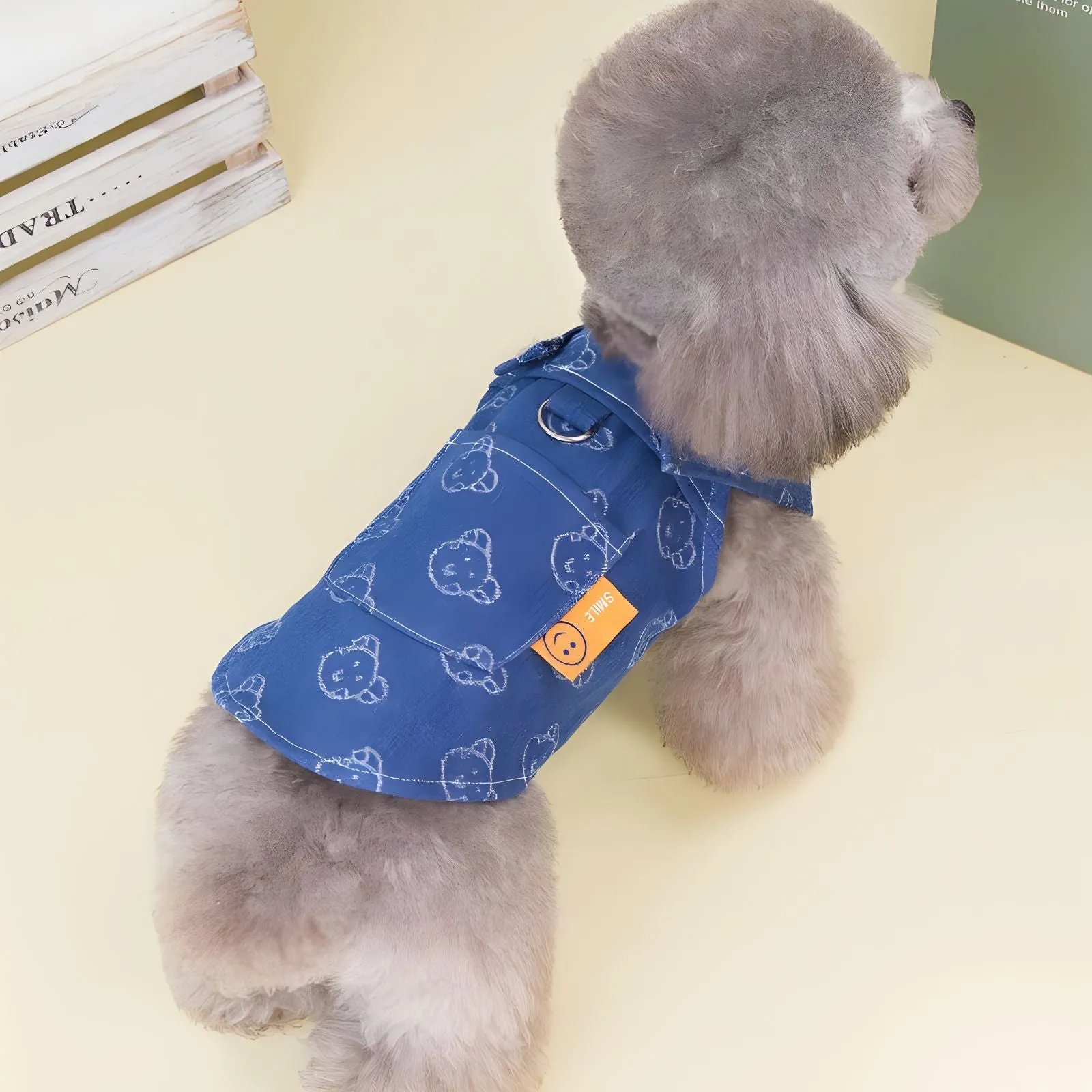 Teddy Bichon wearing thin denim princess dress in bracket-skirt style