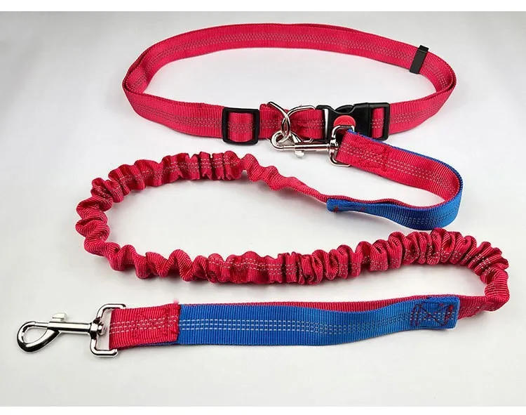 2.5cm wide elastic dog leash with reflective filament for night walking in blue and red colour combination