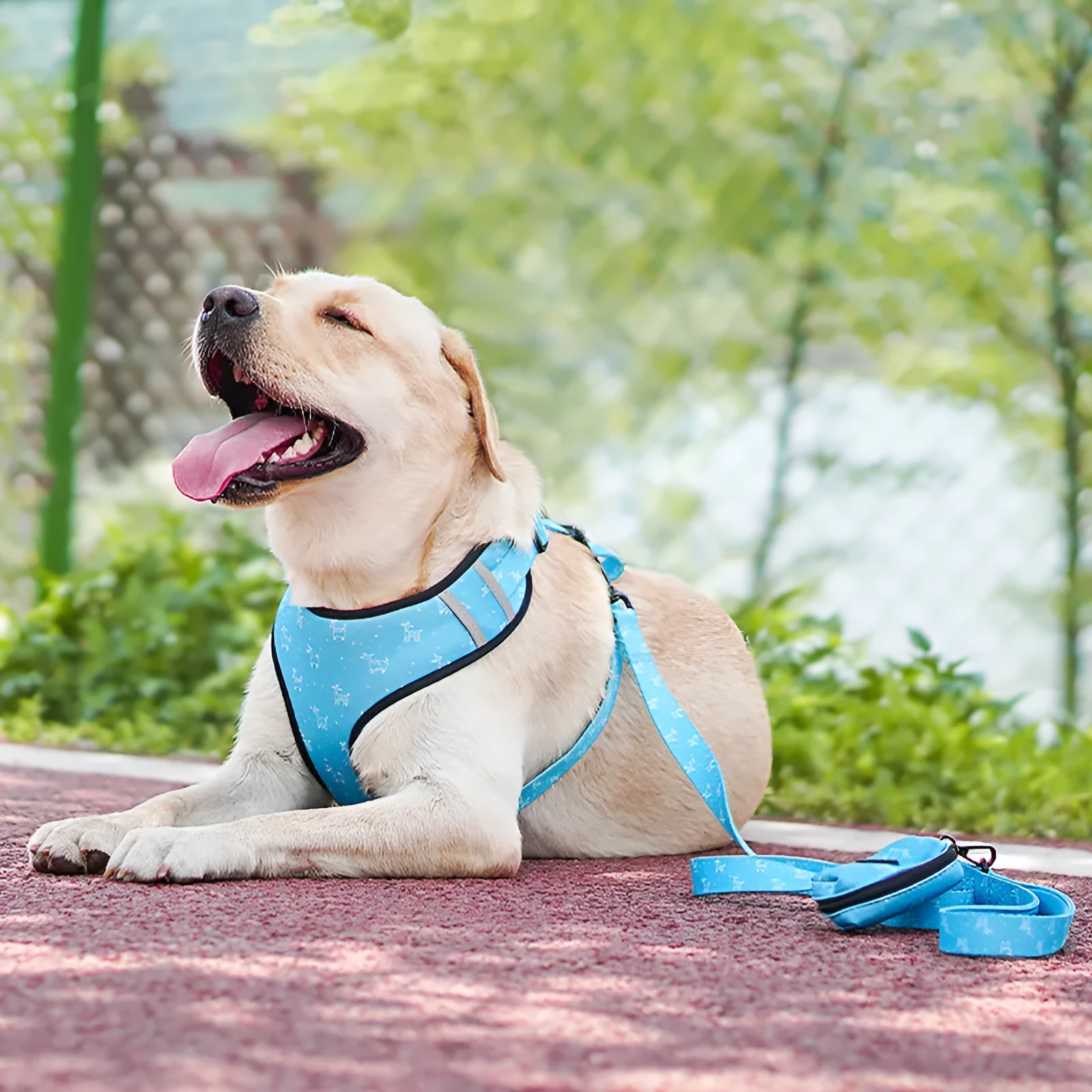 Polyester dog leash harness set with bow tie and scarf in blue, sizes S to XL