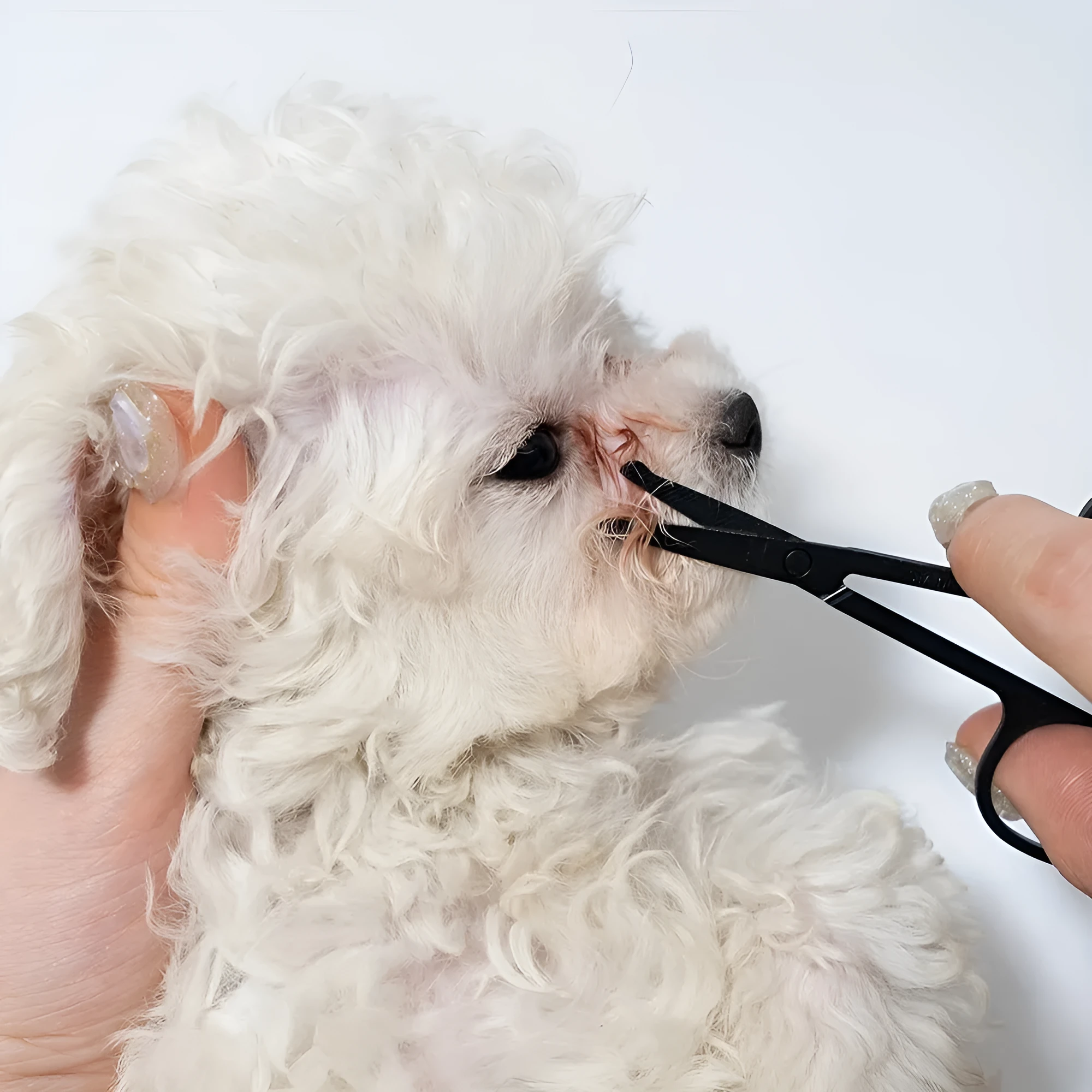 Black ambidextrous pet grooming brush with soft bristles for tear stains and a comb end for hair removal.