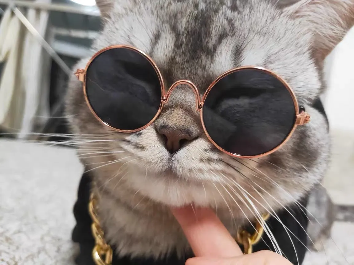 Cat wearing plaid lion headgear hat with gold chain and sunglasses