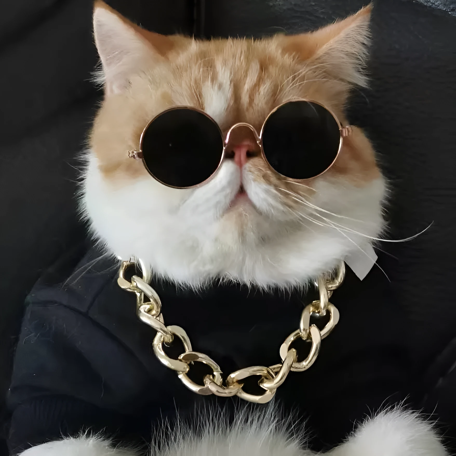 Cat wearing plaid lion headgear hat with gold chain and sunglasses