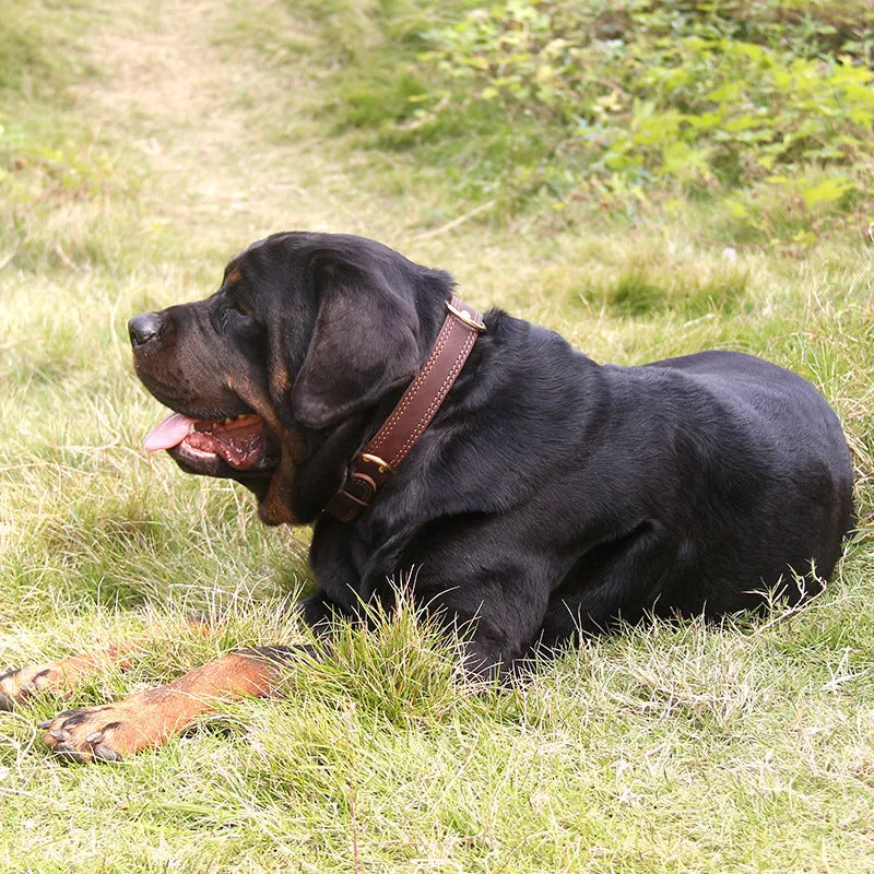 Genuine cowhide dog collar in black available in sizes S, M, L for medium and large dogs