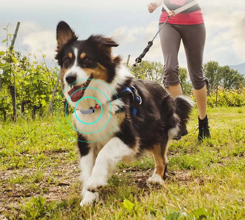 Beidou GPS pet positioning collar in black with LED light and nylon strap for dogs and cats