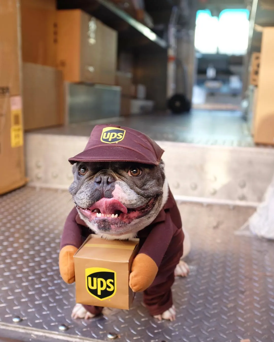 Funny Express pet dog cat clothes in brown cloth, size L for chest 60-70cm