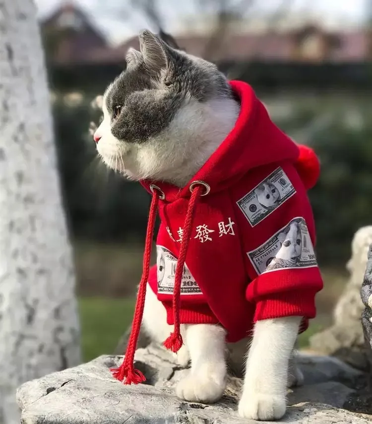 Red cotton fleece sweater for pet cat or dog with casual styling on white background